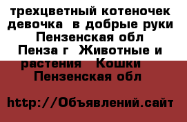 трехцветный котеночек(девочка) в добрые руки - Пензенская обл., Пенза г. Животные и растения » Кошки   . Пензенская обл.